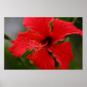 Hawaii Hibiscus Poster (Voorkant)