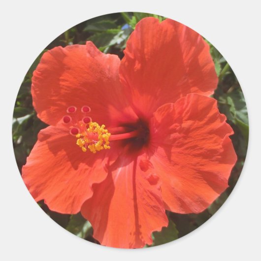 Hawaii hibiscus rode bloem stickers (Voorkant)