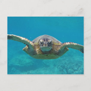 Hawaii Honu Briefkaart
