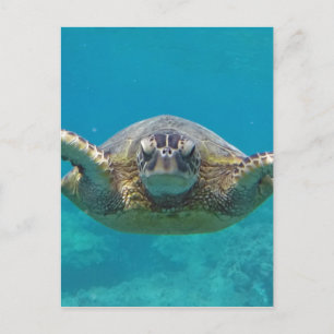 Hawaii Honu Briefkaart