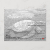 Hawaii - Honu Briefkaart (Achterkant)