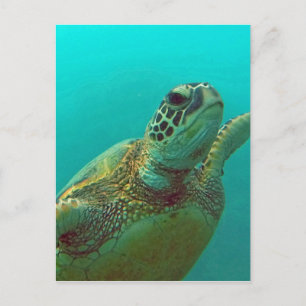 Hawaii Honu Briefkaart