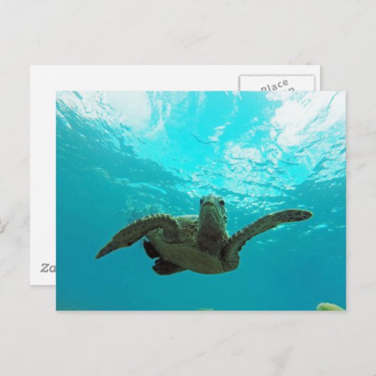 Hawaii Honu Turtle Briefkaart (Voorkant / Achterkant)