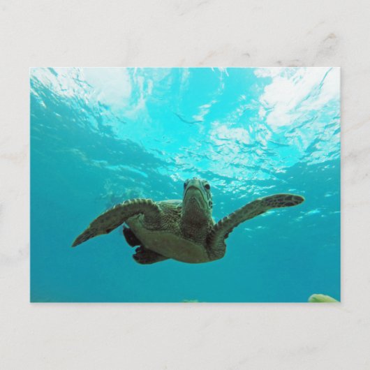Hawaii Honu Turtle Briefkaart (Voorkant)
