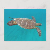 Hawaii Honu Turtle Briefkaart (Voorkant)