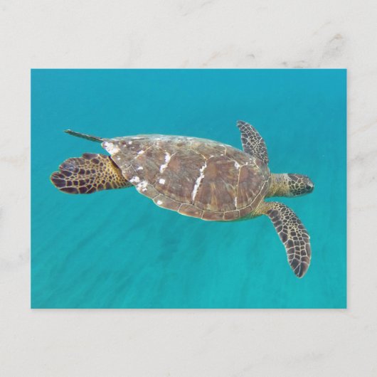 Hawaii Honu Turtle Briefkaart (Voorkant)