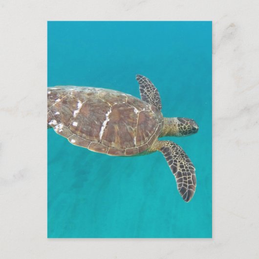 Hawaii Honu Turtle Briefkaart (Voorkant)