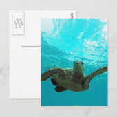 Hawaii Honu Turtle Briefkaart (Voorkant / Achterkant)