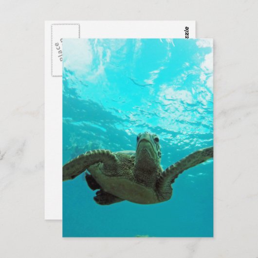 Hawaii Honu Turtle Briefkaart (Voorkant / Achterkant)