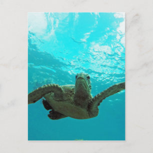 Hawaii Honu Turtle Briefkaart
