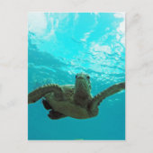 Hawaii Honu Turtle Briefkaart (Voorkant)