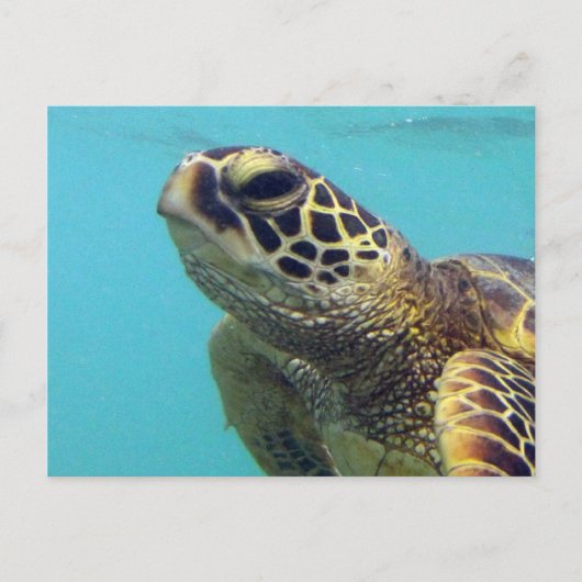Hawaii Honu Turtle Briefkaart (Voorkant)