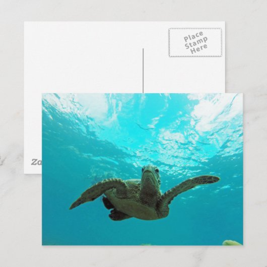Hawaii Honu Turtle Briefkaart (Voorkant / Achterkant)