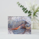 Hawaii honu zee schildpad close-up foto Relax quot Briefkaart (Staand voorkant)
