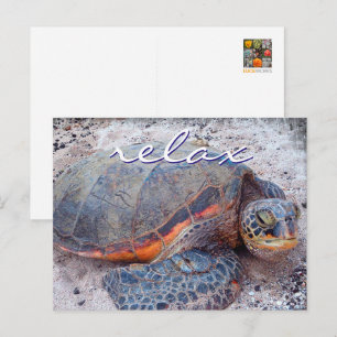 Hawaii honu zeeschildpad close-up foto Relax citaa Briefkaart