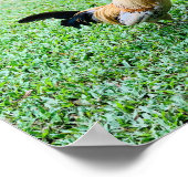 hawaii kip hen foto poster (Hoek)