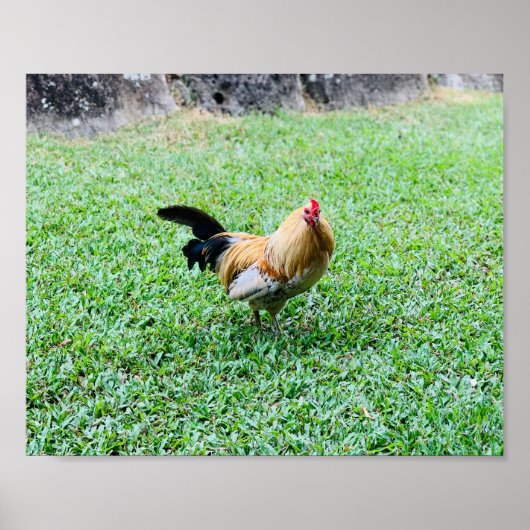 hawaii kip hen foto poster (Voorkant)