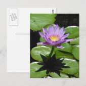 Hawaii Lotus Bloem Briefkaart (Voorkant / Achterkant)