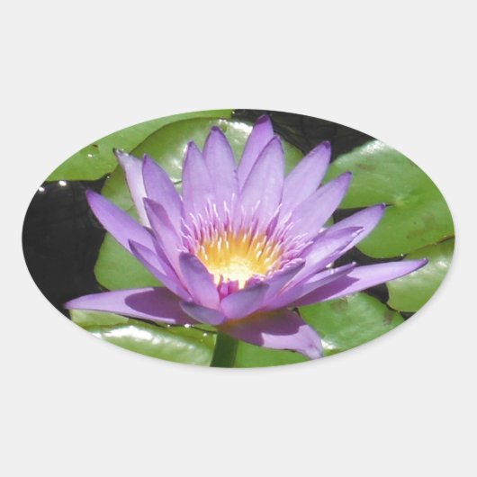 Hawaii Lotus Bloem Ovale Sticker (Voorkant)