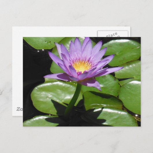 Hawaii Lotus Flower Briefkaart (Voorkant / Achterkant)