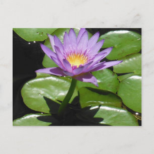 Hawaii Lotus Flower Briefkaart