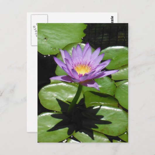 Hawaii Lotus Flower Briefkaart (Voorkant / Achterkant)
