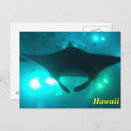 Hawaii Manta Ray Briefkaart (Voorkant / Achterkant)