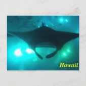 Hawaii Manta Ray Briefkaart (Voorkant)