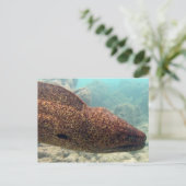 Hawaii Moray Eel Briefkaart (Staand voorkant)