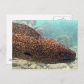 Hawaii Moray Eel Briefkaart (Voorkant / Achterkant)