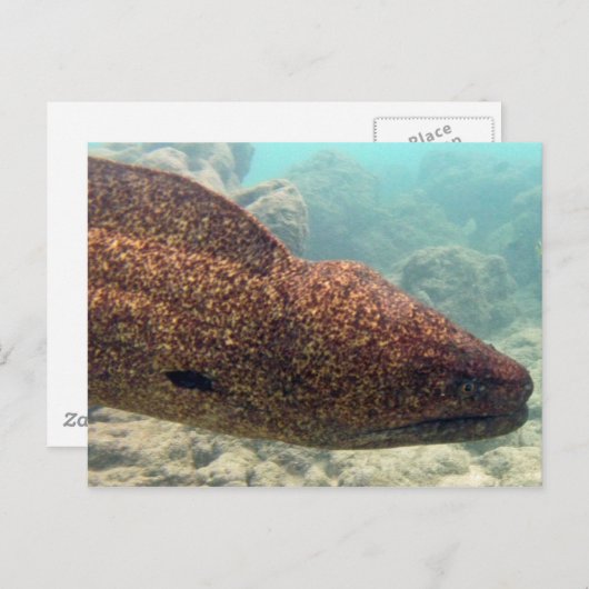 Hawaii Moray Eel Briefkaart (Voorkant / Achterkant)