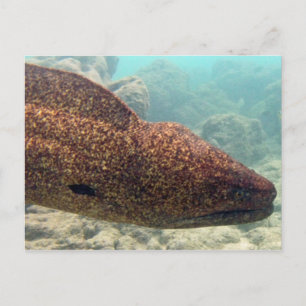 Hawaii Moray Eel Briefkaart