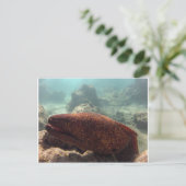 Hawaii Moray Eel Briefkaart (Staand voorkant)