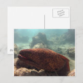 Hawaii Moray Eel Briefkaart (Voorkant / Achterkant)