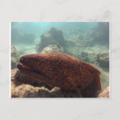Hawaii Moray Eel Briefkaart (Voorkant)