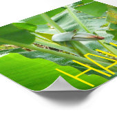 HAWAII NATUUR POSTER (Hoek)