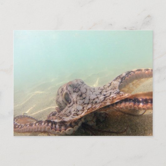 Hawaii Octopus Briefkaart (Voorkant)