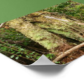 HAWAII OHIA MET BENT GUAVA TREE POSTER (Hoek)