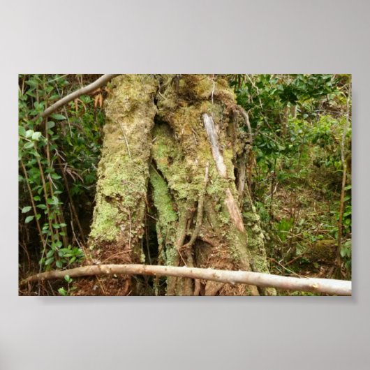 HAWAII OHIA MET BENT GUAVA TREE POSTER (Voorkant)