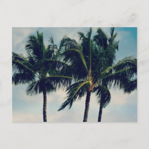 Hawaii Palm Trees Briefkaart