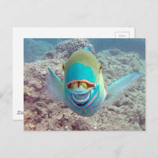 Hawaii Parrot Fish Briefkaart (Voorkant / Achterkant)