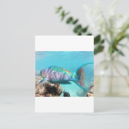 Hawaii Parrot Fish Briefkaart (Staand voorkant)