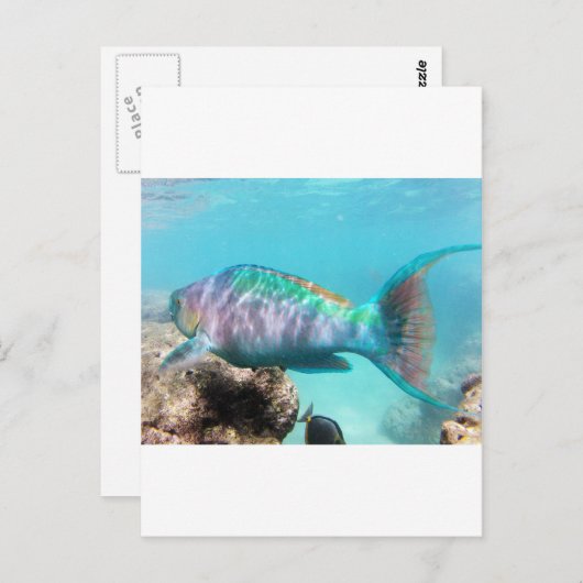 Hawaii Parrot Fish Briefkaart (Voorkant / Achterkant)