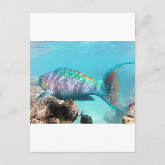 Hawaii Parrot Fish Briefkaart (Voorkant)