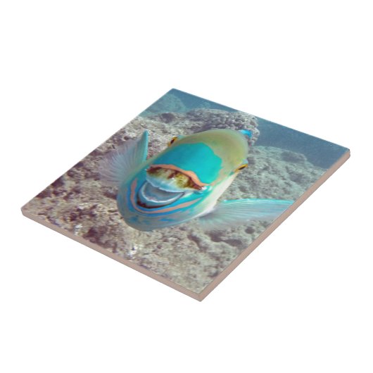Hawaii Parrot Fish Tegeltje (Zijkant)
