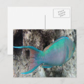 Hawaii Parrot Fish - Uhu Briefkaart (Voorkant / Achterkant)