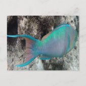 Hawaii Parrot Fish - Uhu Briefkaart (Voorkant)