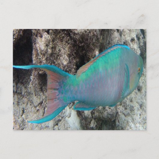 Hawaii Parrot Fish - Uhu Briefkaart (Voorkant)