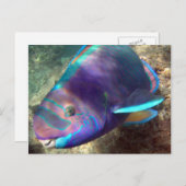Hawaii Parrot Fish - Uhu Briefkaart (Voorkant / Achterkant)