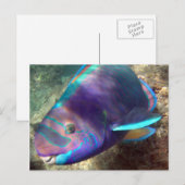 Hawaii Parrot Fish - Uhu Briefkaart (Voorkant / Achterkant)